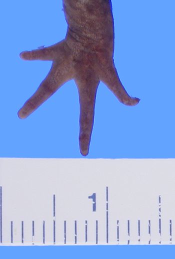Media type: image; Herpetology A-29613